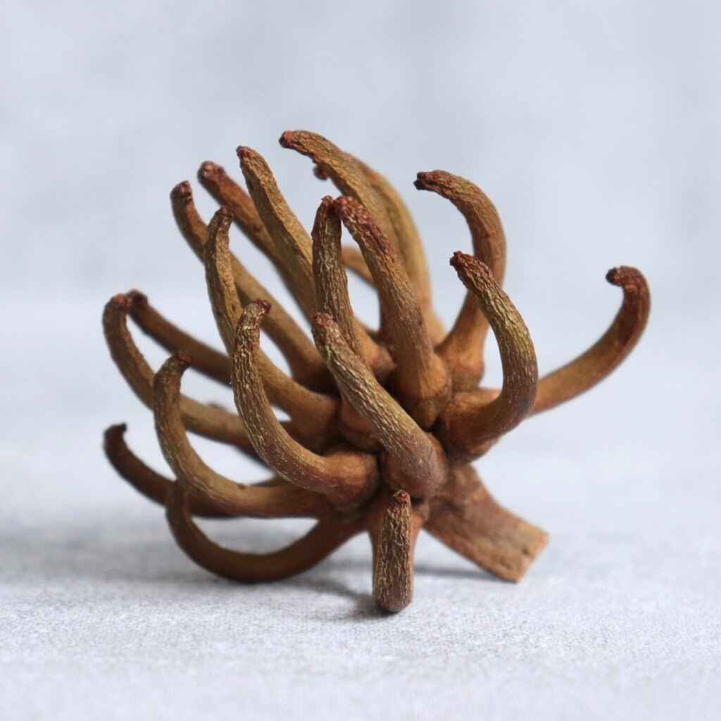 Spidergum claw – sušený plod eukalyptu v přírodním provedení